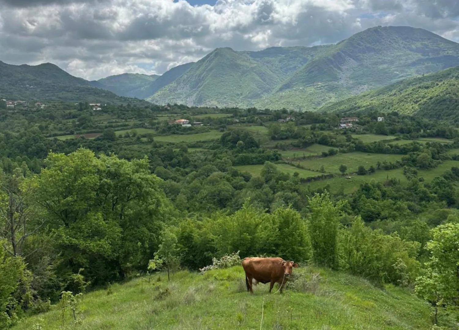 Vila Disha Tirana Lodge