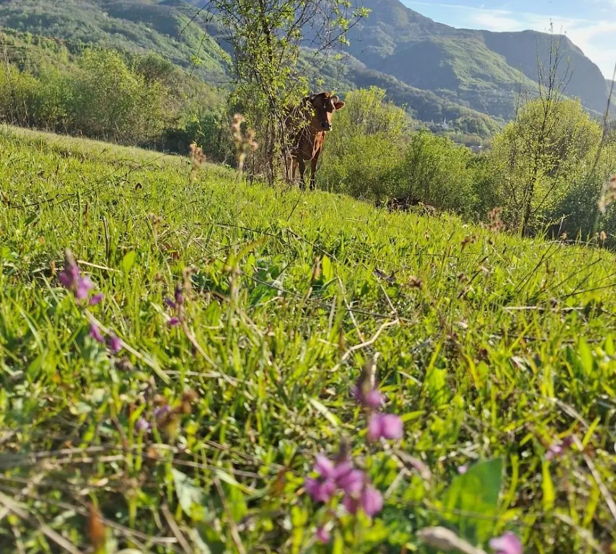 Vila Disha Tirana Albanië
